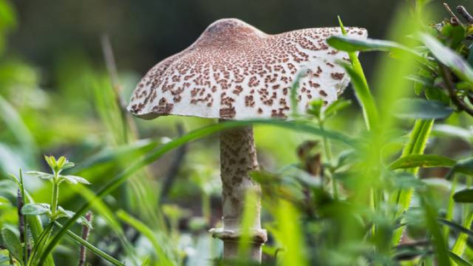 setas toxicas venenosas mascotas Lepiota