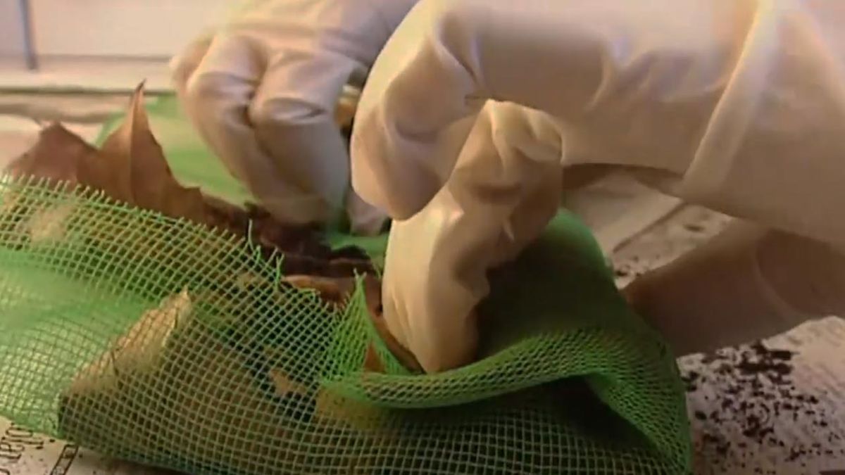 brico 031 construir tutor guia para las plantas paso 5