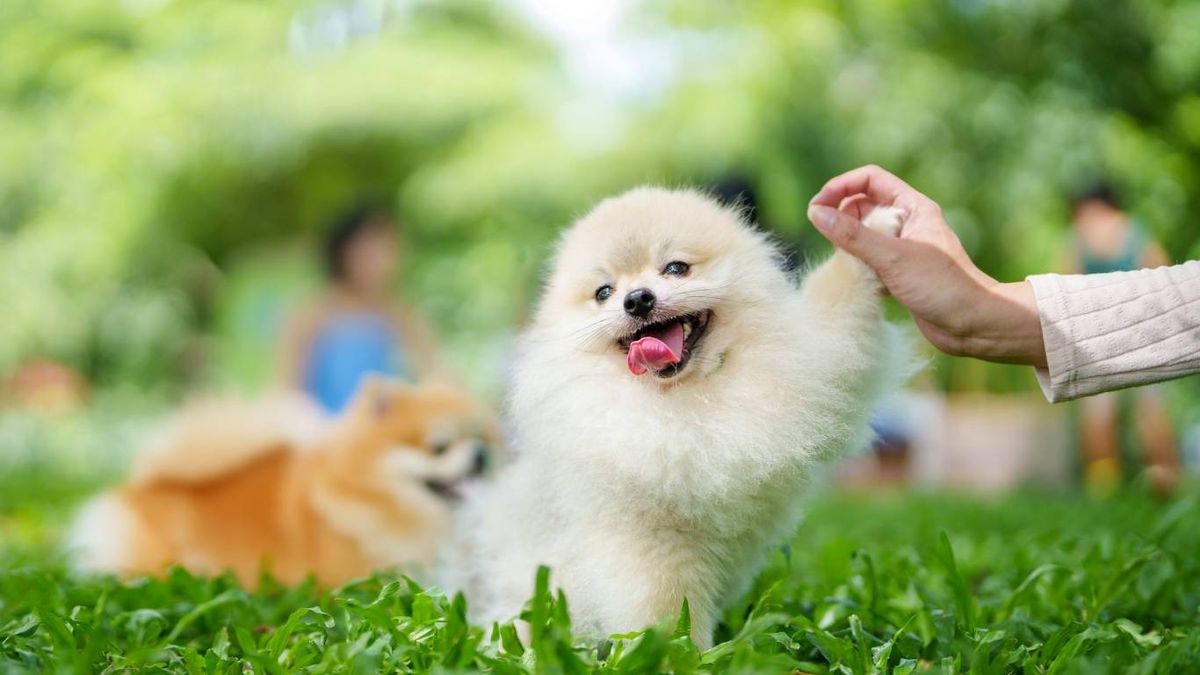 El hambre también puede ser una razón por la cual un perro pone su patita sobre su dueño.