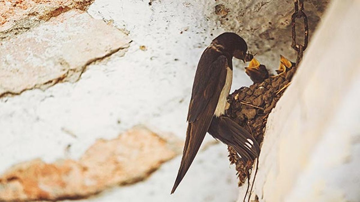 golondrina polluelos alimentacion
