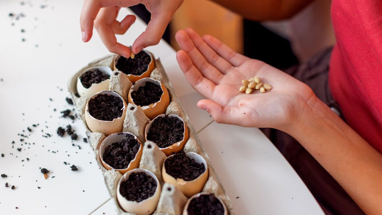 ideas de semilleros caseros