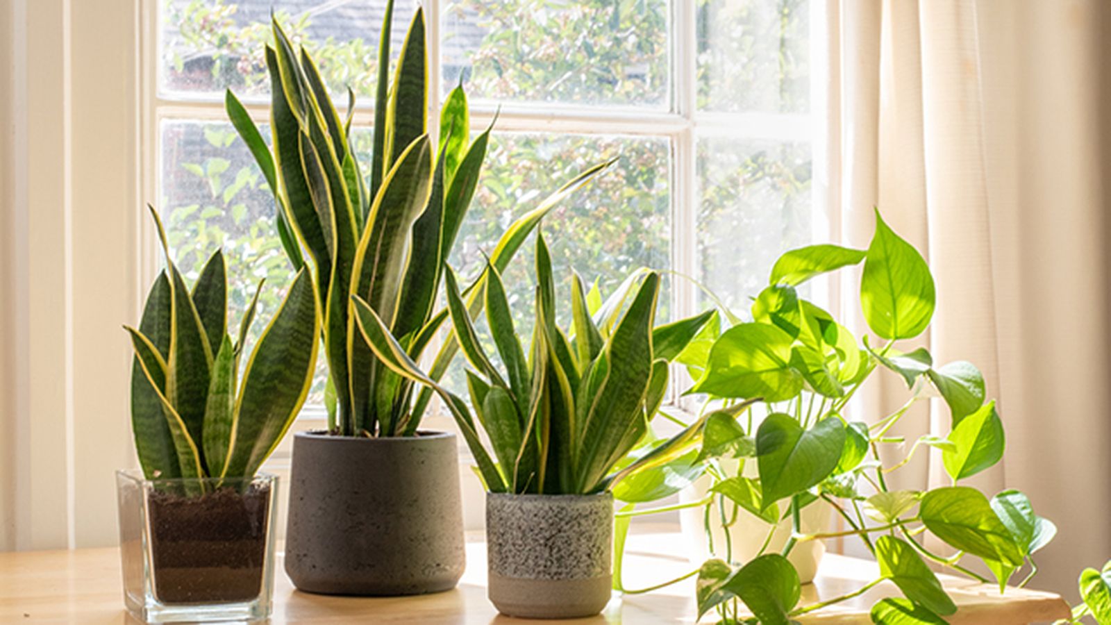 poto sansevieria purifican el aire del hogar