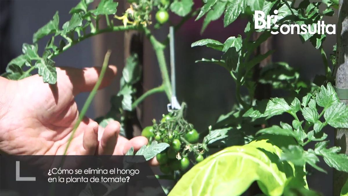 brico 999 briconsulta eliminar hongo planta tomate xl