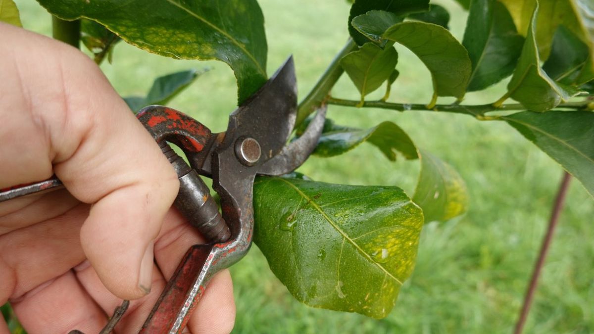 como podar un limonero