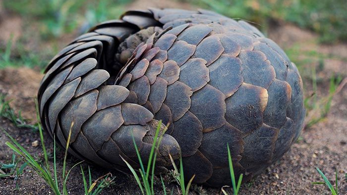pangolin 3