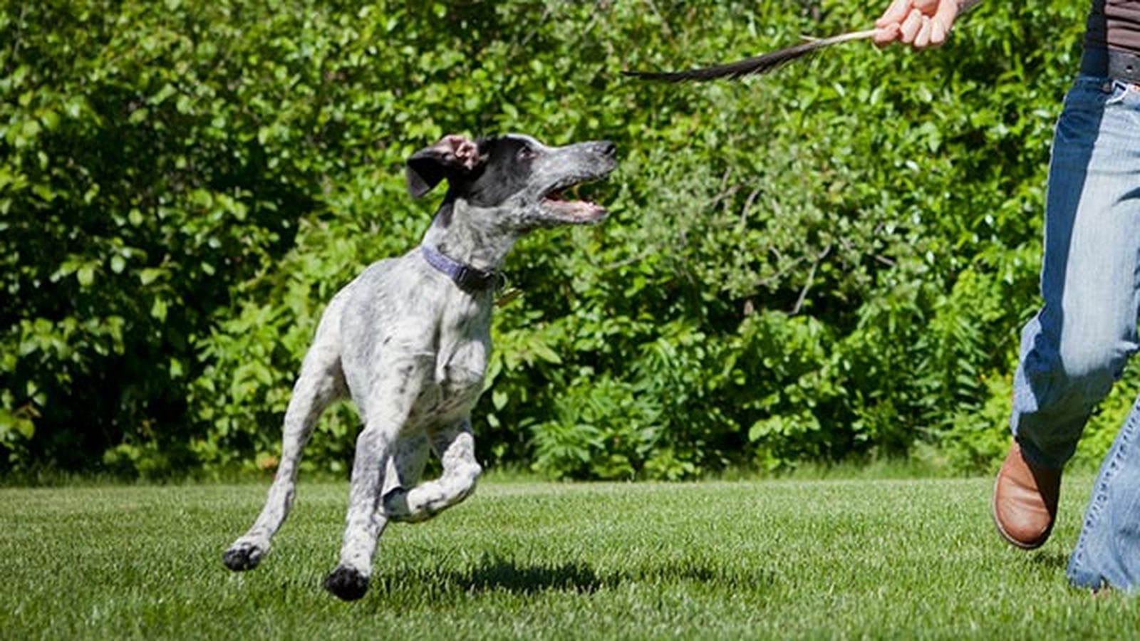 perro eurohound 5