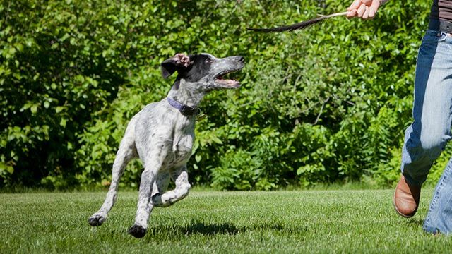 perro eurohound 5