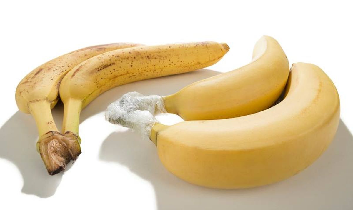 Envolver el tronco de los plátanos con film ayuda a retrasar el proceso de maduración