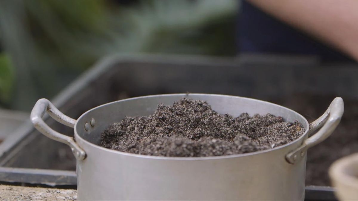 brico 1020 jardin kalanchoe beharensis sustrato