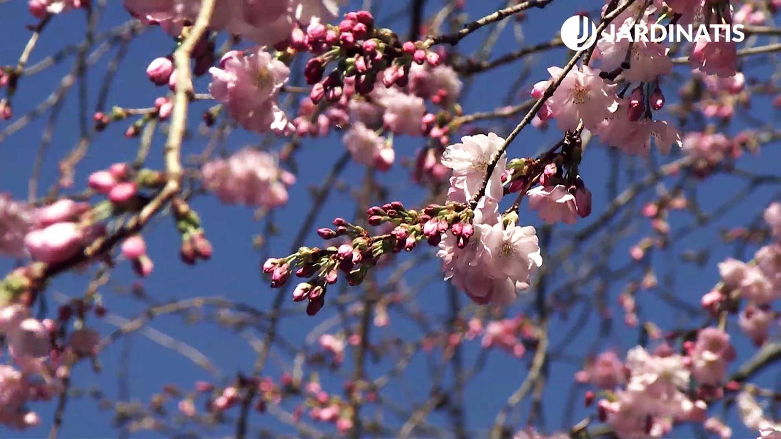 Deco728 jardineria cerezo accolade flor