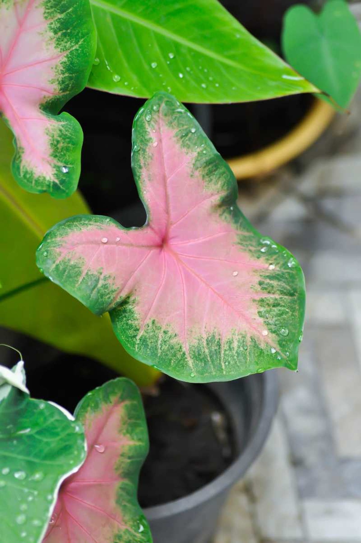 No soporta la luz directa