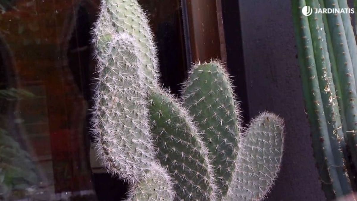 Espinas de la chumbera