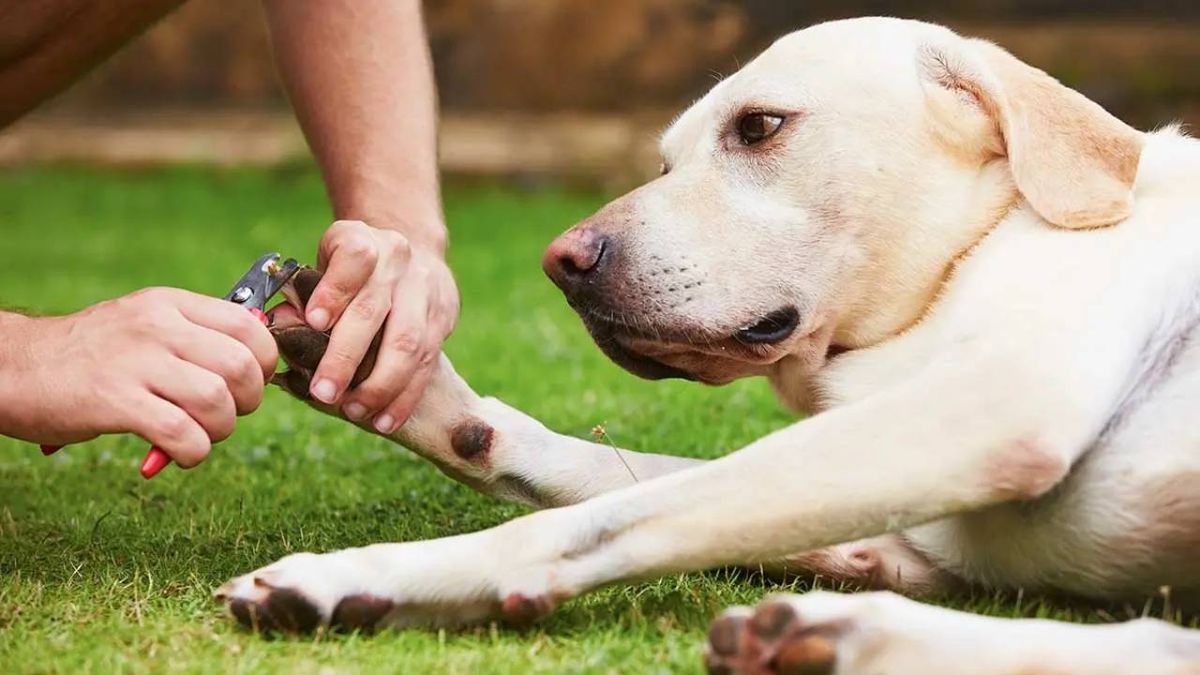 como cortarle los espolones a un perro 15 (1)