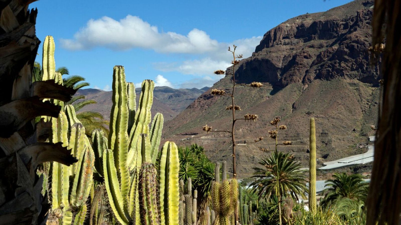 suculentas exoticas invasoras en el archipielago canario