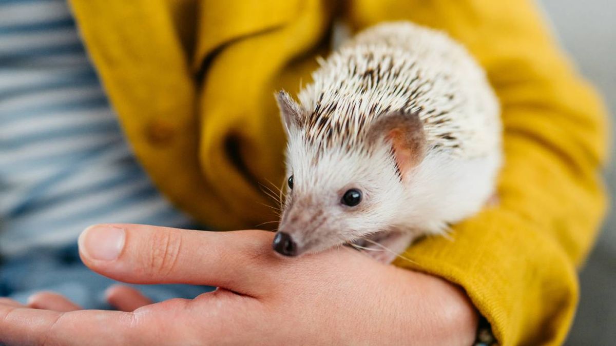 especies exoticas invasoras espana animales prohibidos como mascota