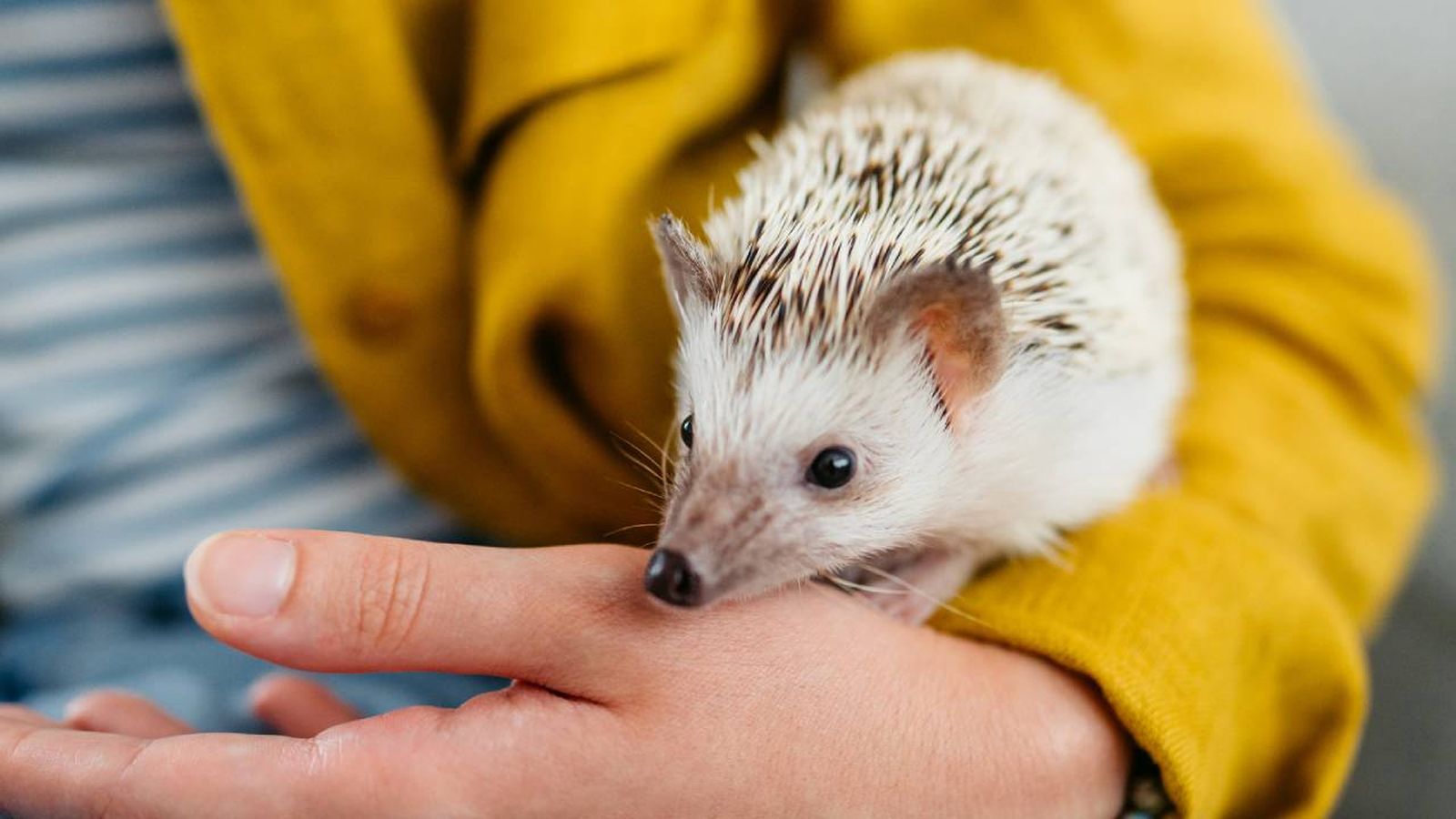 especies exoticas invasoras espana animales prohibidos como mascota