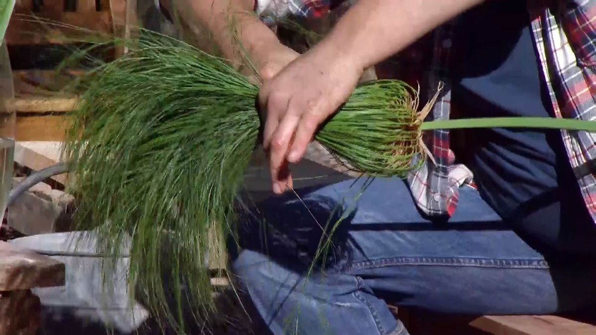 deco 676 cuidados papiro invierno cortar hojas