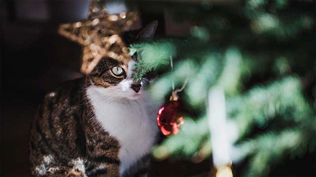 Un árbol discreto y pequeño desatará menos su curiosidad.