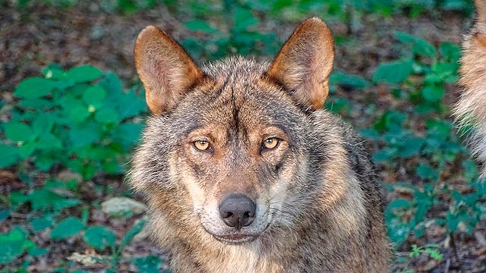 lobo iberico caracteristicas 2