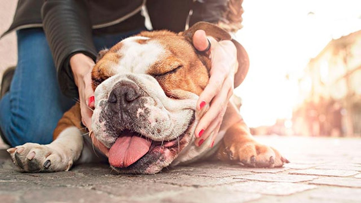 bulldog calor en la calle