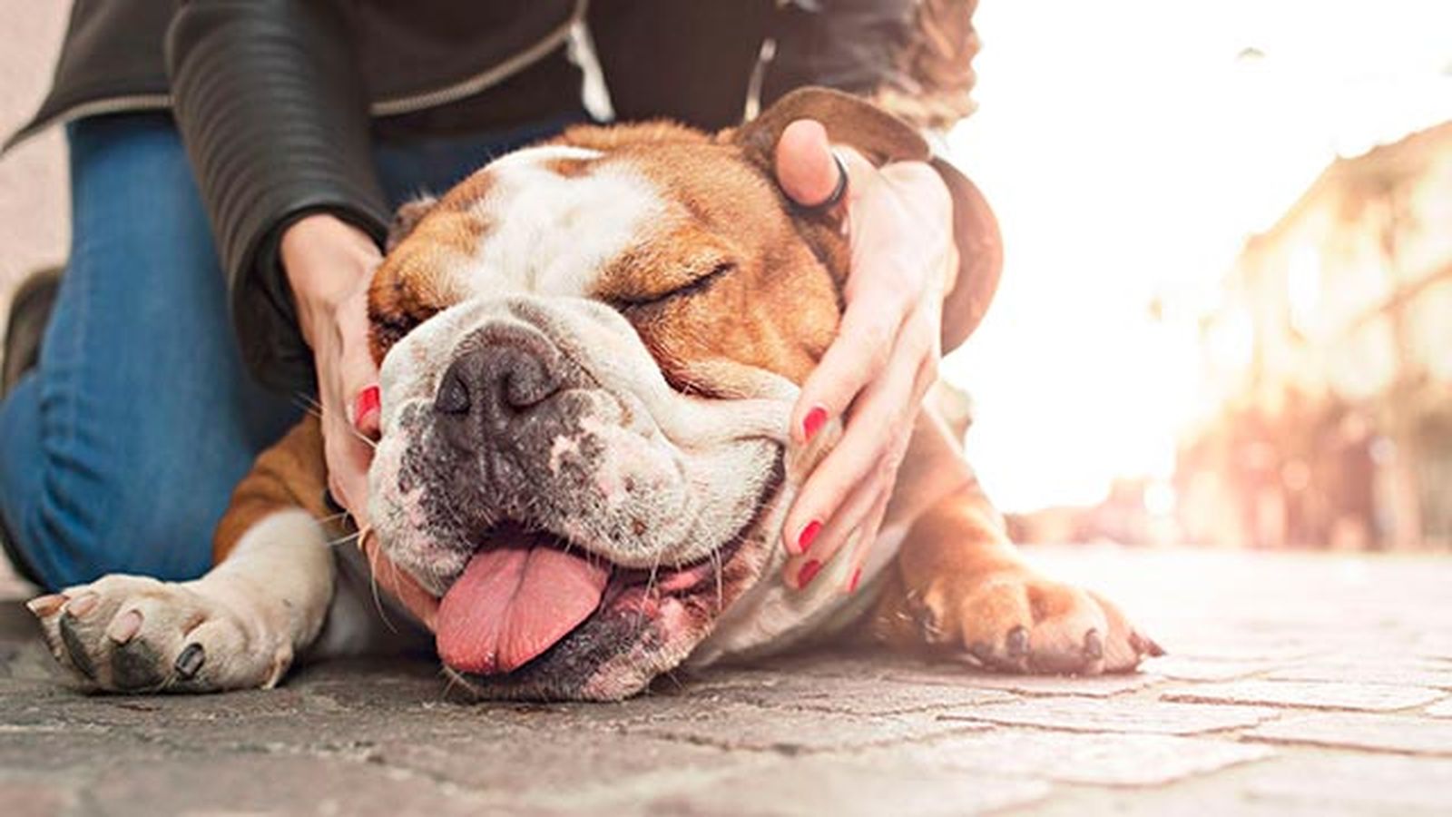 bulldog calor en la calle