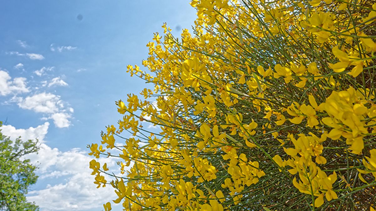 ginesta genistra planta cuidados