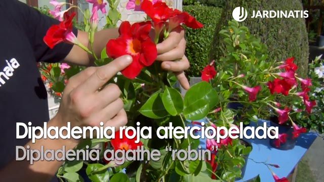 variedad de dipladenia agathe robin