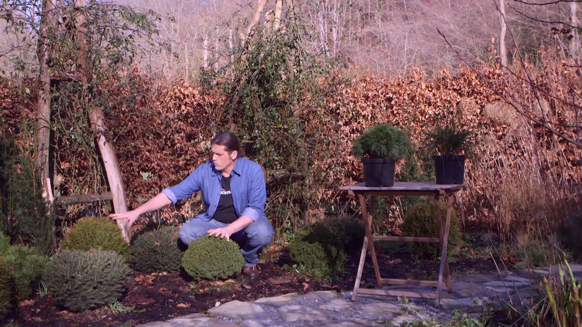 brico 939 3 coniferas forma esferica espacio