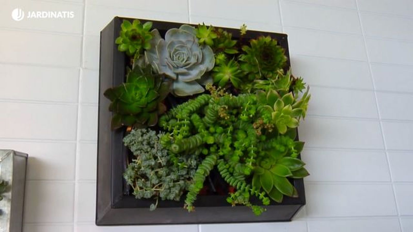 cuadro vivo suculentas brico 780