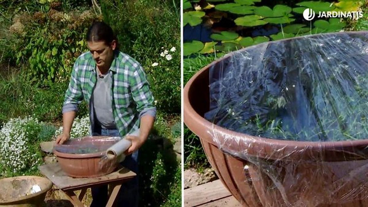 reproduccion lobularia maritima jardinatis