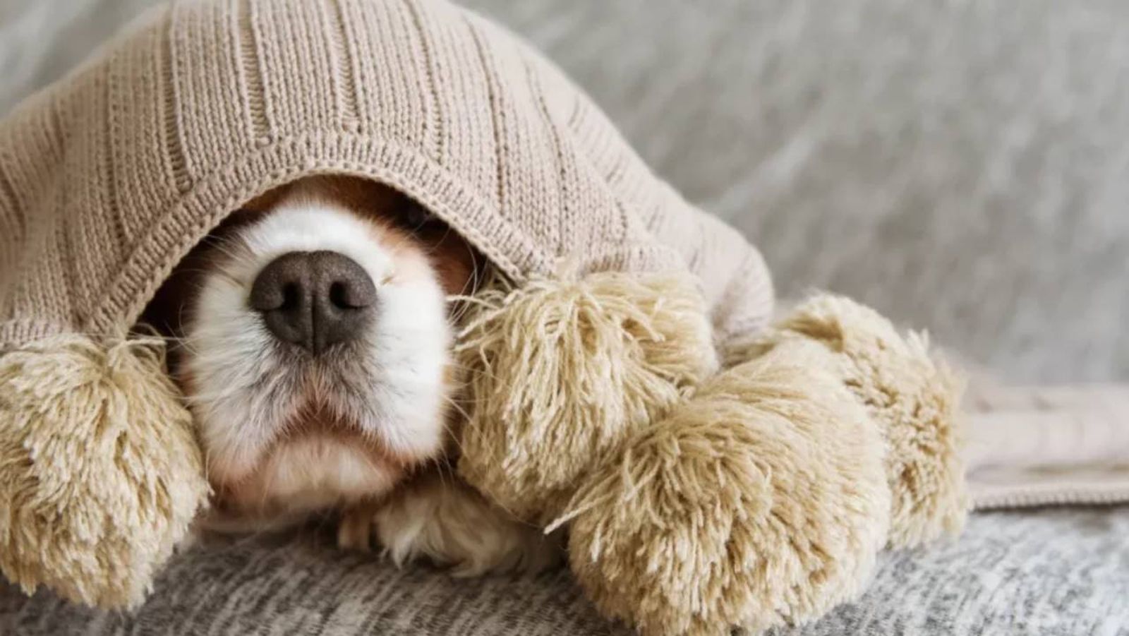 sindrome de horner en perros 8 (1)