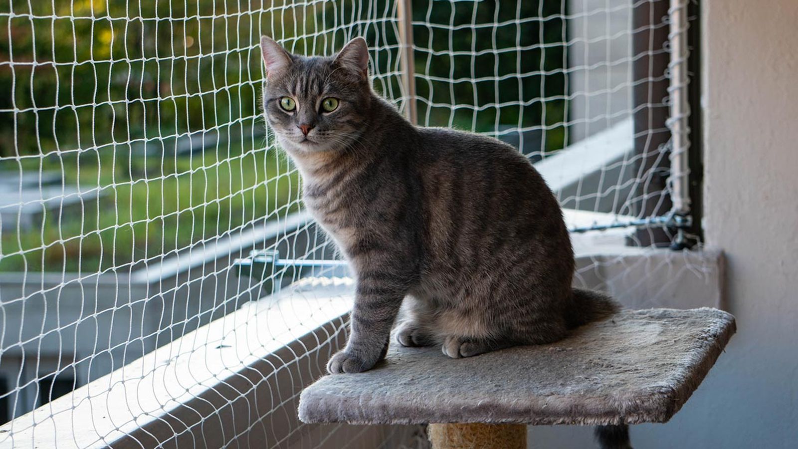 sindrome paracaidas gatos 7