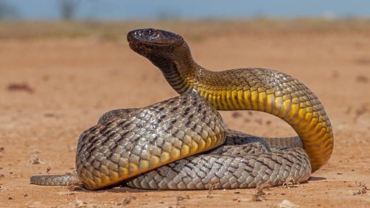animales mas peligrosos mundo serpiente taipan mas venenosa
