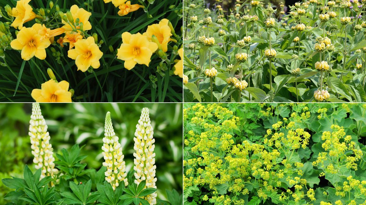 Parterre de plantas vivaces de floración amarilla