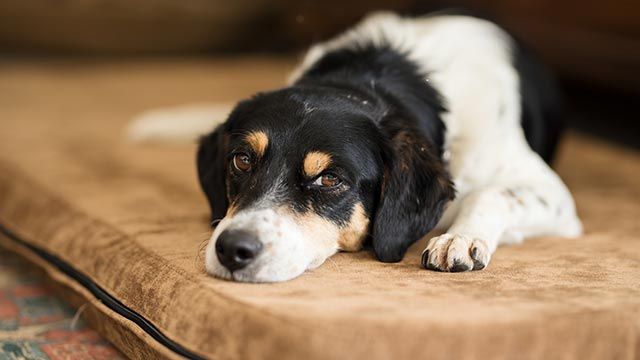 epilepsia perros 1