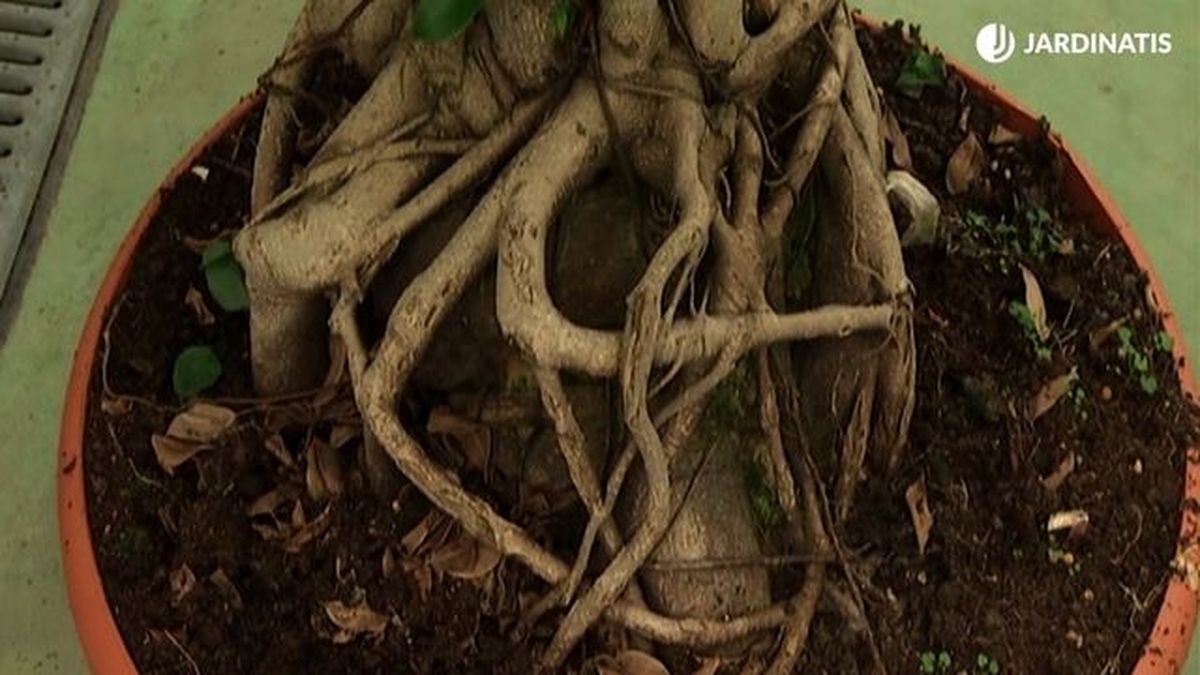 raices ficus microcarpa en maceta
