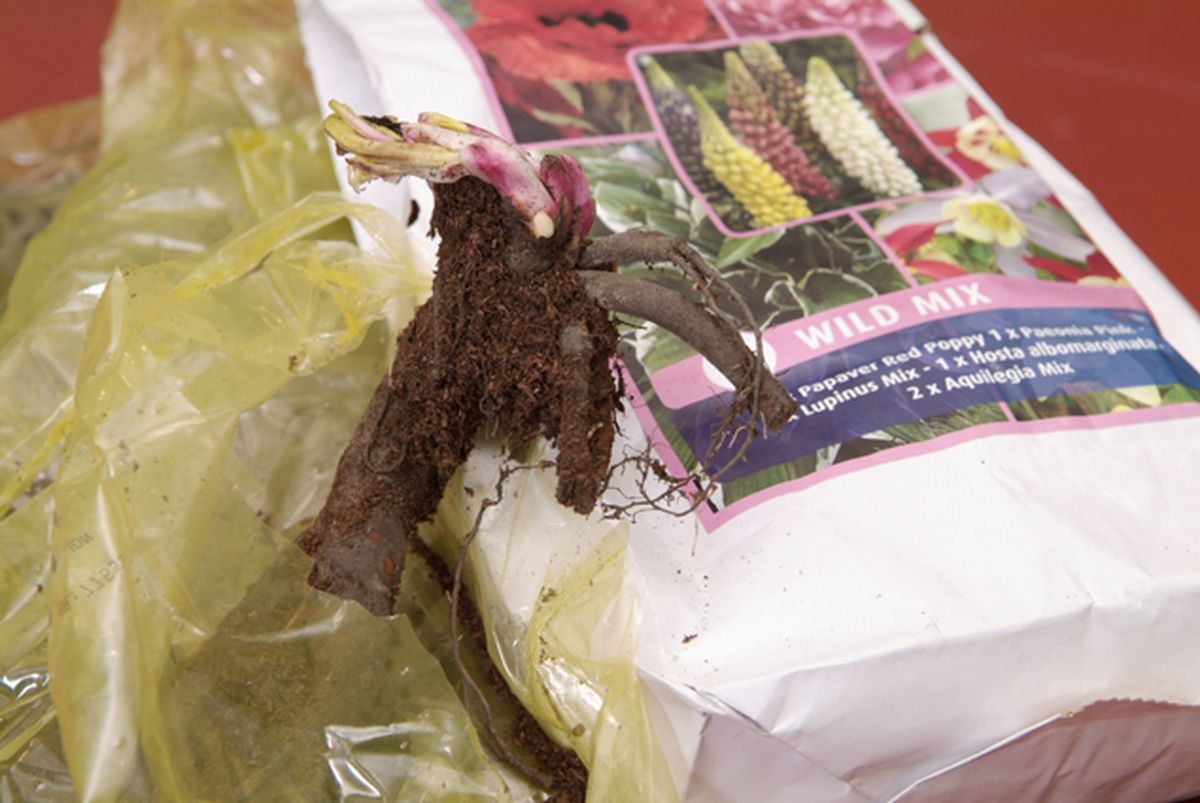 Plantaciondevivacespaso2