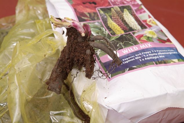 Plantaciondevivacespaso2