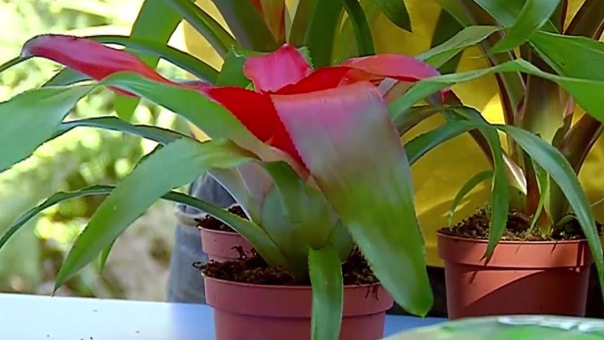 brico 681 plantas pequenas vestir la mesa bromelias