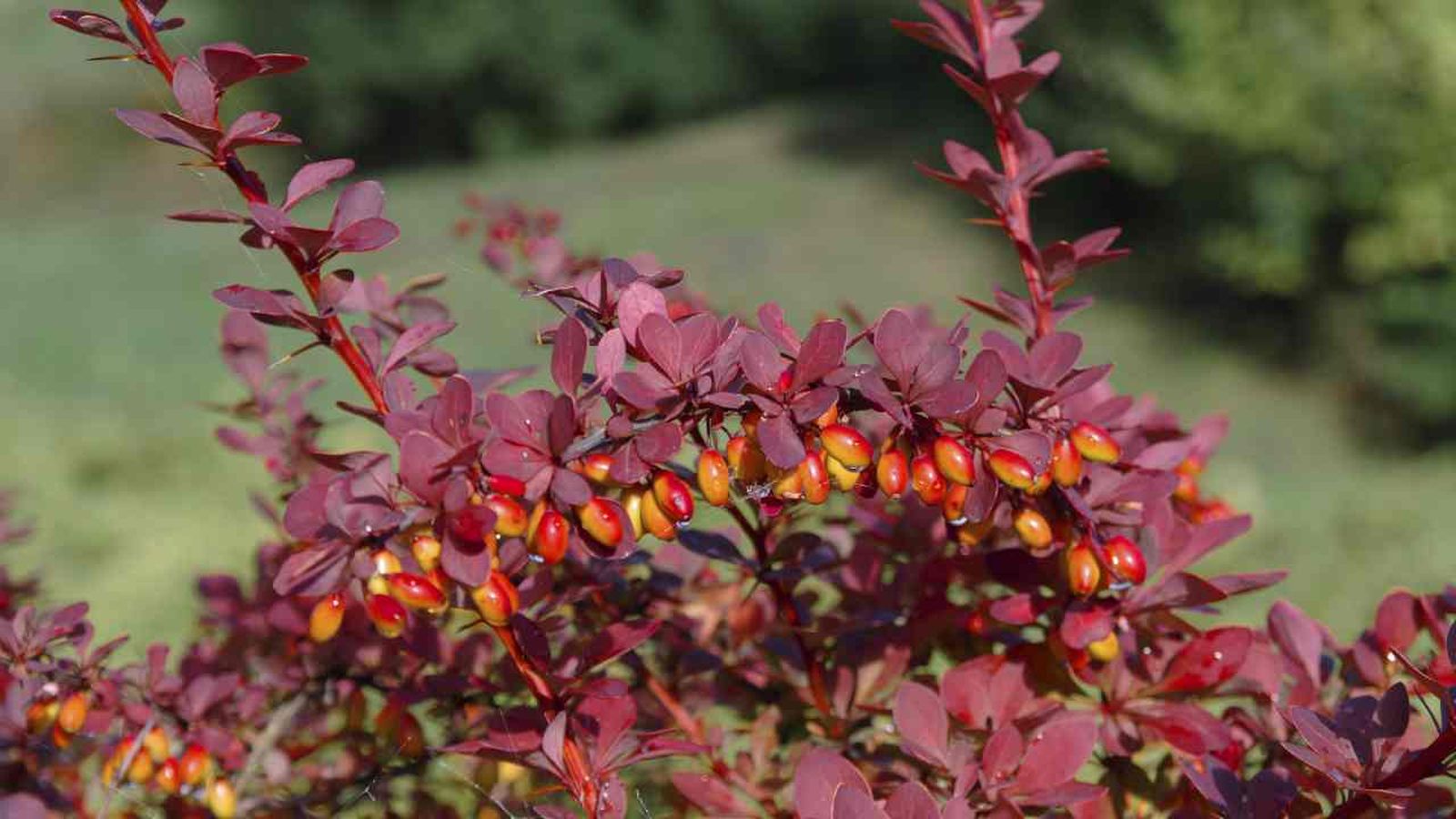 ROJA0025HU10_berberis o agracejo rojo
