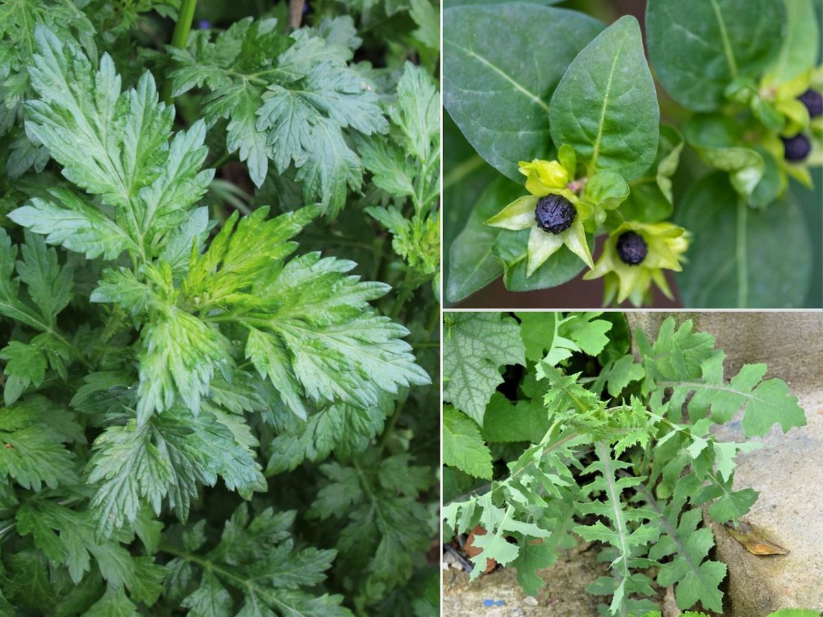 Diferentes tipos de hojas.