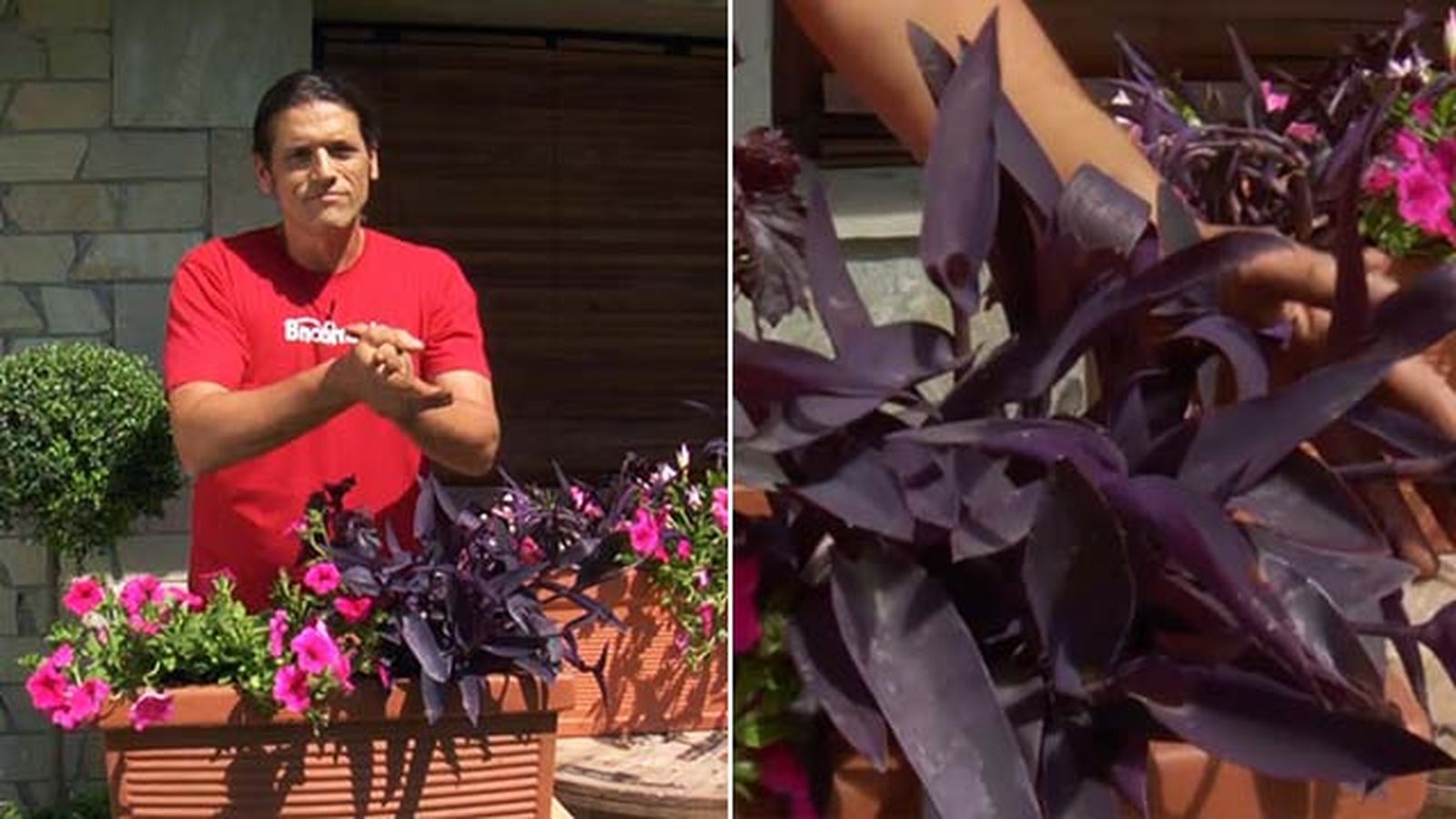 tradescantias purpureas balcon xl brico 832