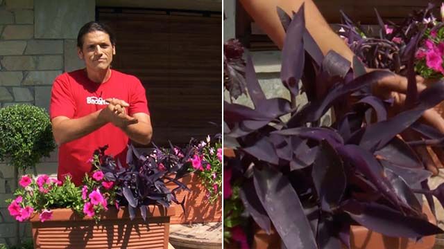 tradescantias purpureas balcon xl brico 832