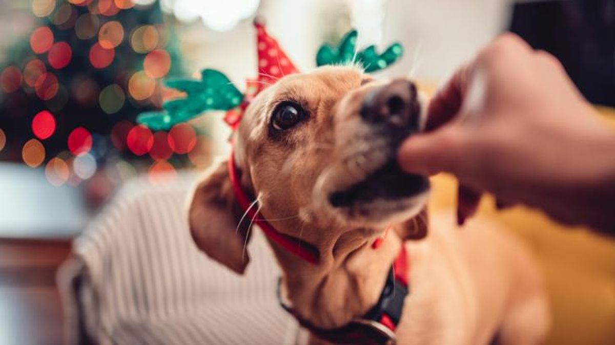 En los postres típicos de las fechas navideñas el aporte de grasa es muy elevado.