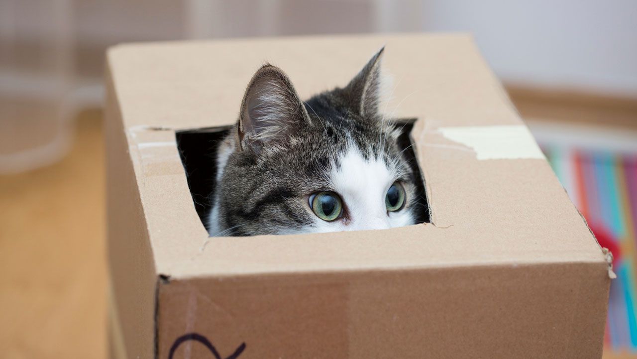 caja gato