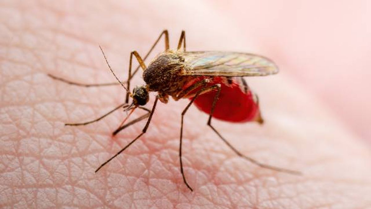 Mosquito comun Culex pipiens