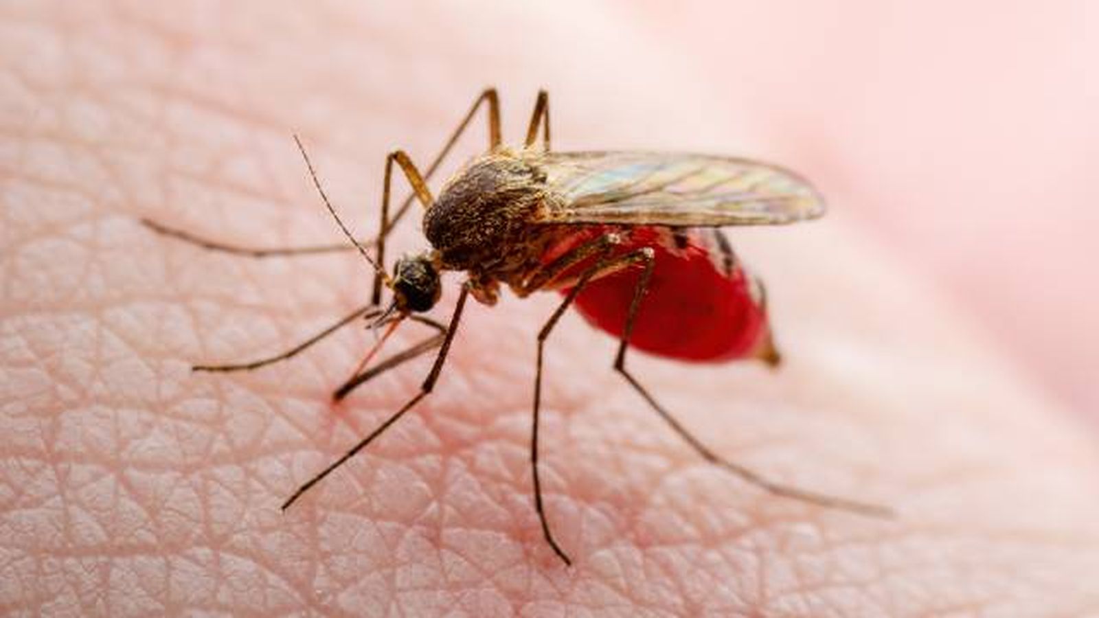 Mosquito comun Culex pipiens