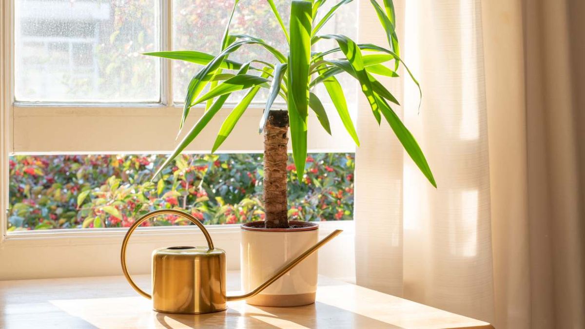 planta yuca yucca elephantipes