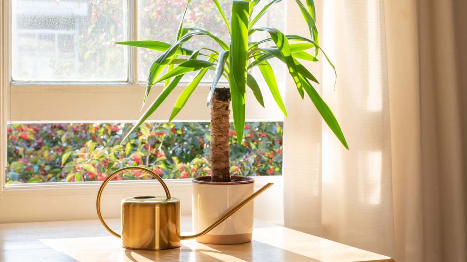 planta yuca yucca elephantipes