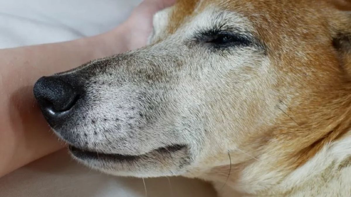 peritonitis en perros 2